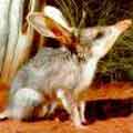 Hello, I am a Bilby (a cute endangered Australian animal). 'The world lives amid the greatest mass extinction since the dinosaurs perished 65 million years ago and most of this loss is caused by human activities.' (Worldwatch)