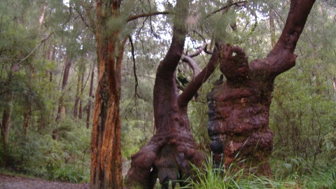 Strange trees on the Philosopher's island