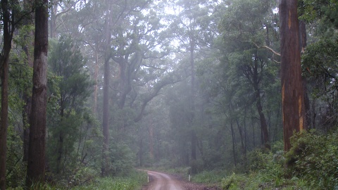Track through the forest