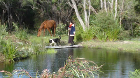 Woman, horse and dog by pond